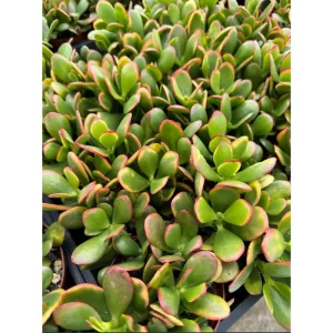 Crassula Ovata 'Hummel's Sunset' Golden Jade Succulent Live Plant 4