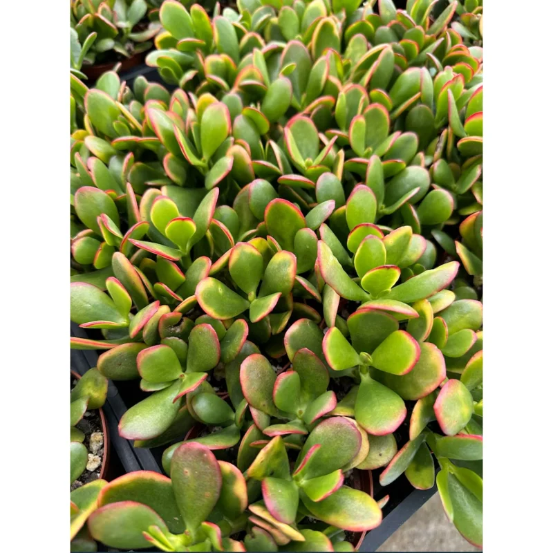 Crassula Ovata 'Hummel's Sunset' Golden Jade Succulent Live Plant 4" Bare Root - Image 6
