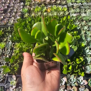 Crassula Ovata Jade Plant Live Plant – 2 inch Pot – Indoor Succulent - Image 2