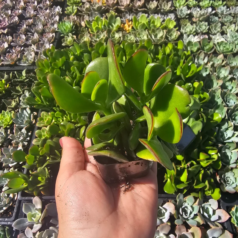 Crassula Ovata Jade Plant Live Plant – 2 inch Pot – Indoor Succulent - Image 2
