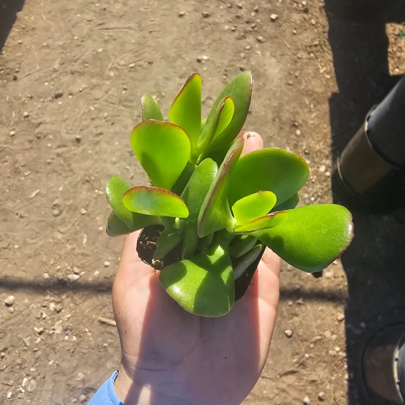 Crassula Ovata Jade Plant Live Plant – 2 inch Pot – Indoor Succulent - Image 3
