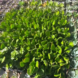 Crassula Ovata Jade Plant Live Plant – 2 inch Pot – Indoor Succulent - Image 4