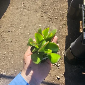 Crassula Ovata Jade Plant Live Plant – 2 inch Pot – Indoor Succulent - Image 1