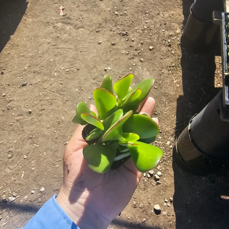 Crassula Ovata Jade Plant Live Plant – 2 inch Pot – Indoor Succulent - Image 1