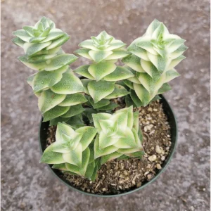 Crassula Perforata String of Buttons Variegata Succulent Live Plant 2 Inch Pot - Image 2