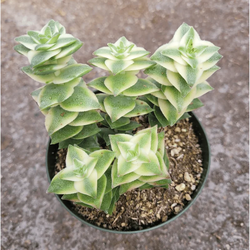 Crassula Perforata String of Buttons Variegata Succulent Live Plant 2 Inch Pot - Image 2