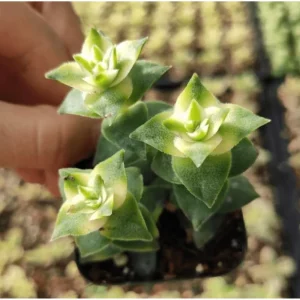 Crassula Perforata String of Buttons Variegata Succulent Live Plant 2 Inch Pot - Image 3