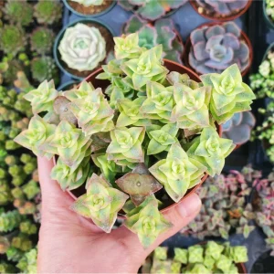 Crassula Perforata String of Buttons Variegata Succulent Live Plant 2 Inch Pot - Image 1