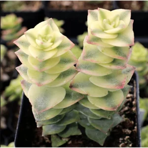 Crassula Perforata String of Buttons Variegata Succulent Live Plant 2 Inch Pot - Image 4