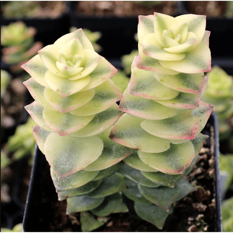 Crassula Perforata String of Buttons Variegata Succulent Live Plant 2 Inch Pot - Image 4