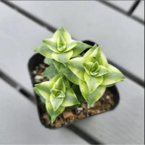 Crassula Perforata String of Buttons Variegata Succulent Live Plant 2 Inch Pot - Image 5