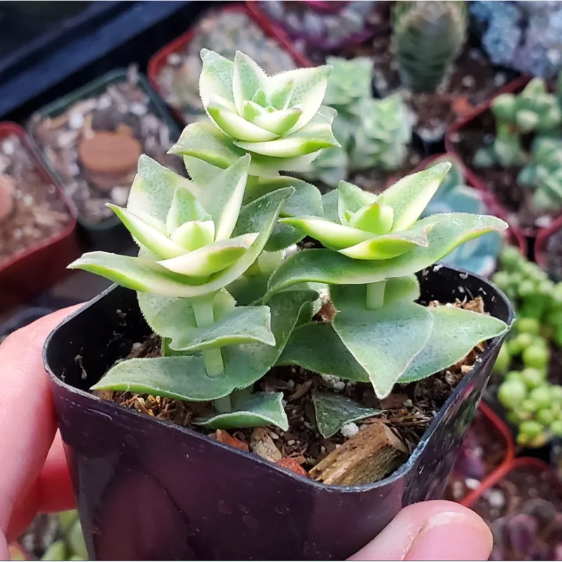 Crassula Perforata String of Buttons Variegata Succulent Live Plant 2 Inch Pot - Image 6