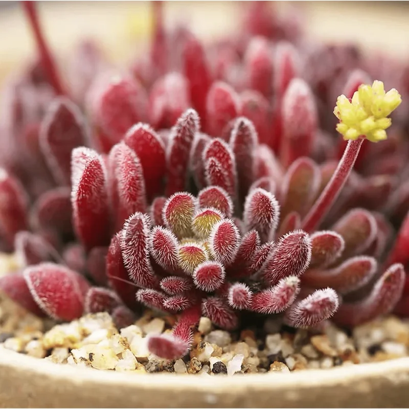 Crassula Pubescens Succulent Live Plant - Jersey Pigmyweed, 2 Inch Pot, Indoor/Outdoor Decor - Image 2