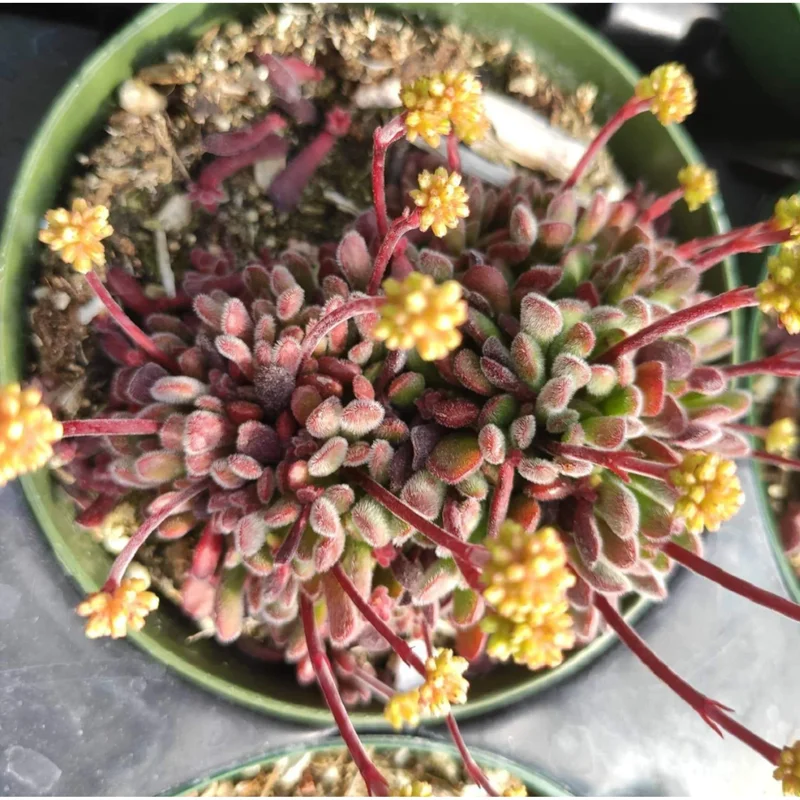 Crassula Pubescens Succulent Live Plant - Jersey Pigmyweed, 2 Inch Pot, Indoor/Outdoor Decor - Image 5