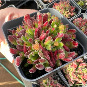 Crassula Pubescens Succulent Live Plant - Jersey Pigmyweed, 2 Inch Pot, Indoor/Outdoor Decor - Image 6