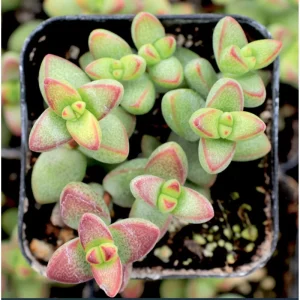 Crassula Rupestris Monticola Succulent Live Plant 2 Inch Pot Indoor Outdoor - Image 2