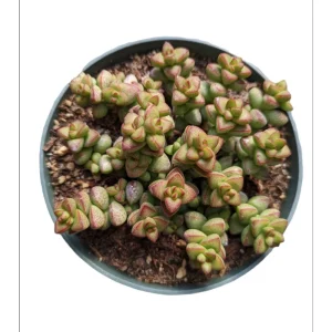 Crassula Rupestris Monticola Succulent Live Plant 2 Inch Pot Indoor Outdoor - Image 3