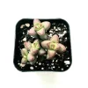 Crassula Rupestris Monticola Succulent Live Plant 2 Inch Pot Indoor Outdoor - Image 1