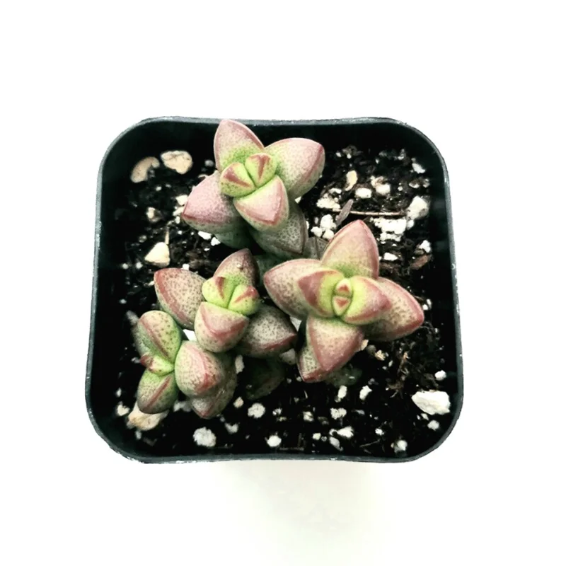 Crassula Rupestris Monticola Succulent Live Plant 2 Inch Pot Indoor Outdoor - Image 1