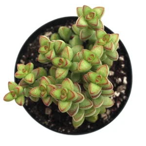 Crassula Rupestris Monticola Succulent Live Plant 2 Inch Pot Indoor Outdoor - Image 4