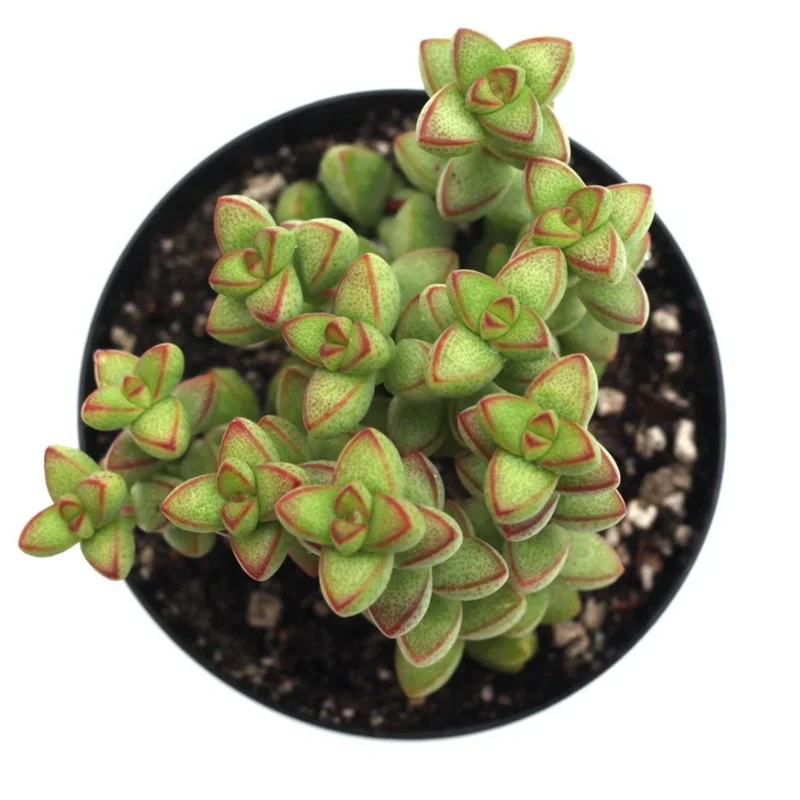 Crassula Rupestris Monticola Succulent Live Plant 2 Inch Pot Indoor Outdoor - Image 4