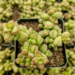 Crassula Rupestris Monticola Succulent Live Plant 2 Inch Pot Indoor Outdoor - Image 5