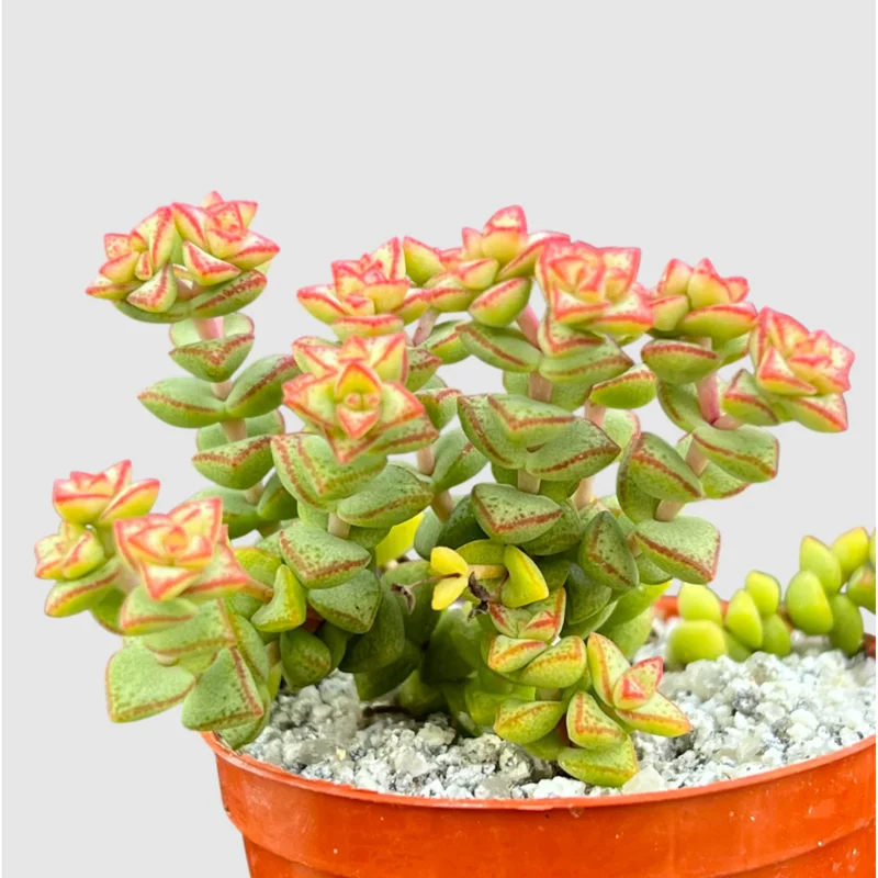 Crassula Rupestris Monticola Succulent Live Plant 2 Inch Pot Indoor Outdoor - Image 6