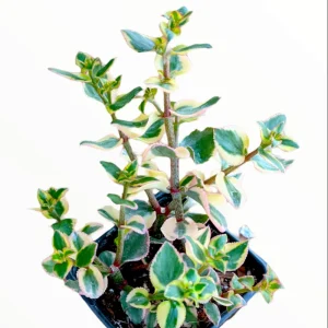 Crassula Sarmentosa 'Comet' Variegata Succulent Live Plant 2 Inch Pot Indoor Outdoor - Image 2
