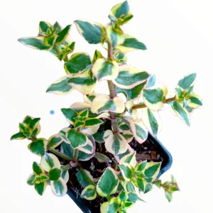 Crassula Sarmentosa 'Comet' Variegata Succulent Live Plant 2 Inch Pot Indoor Outdoor - Image 3