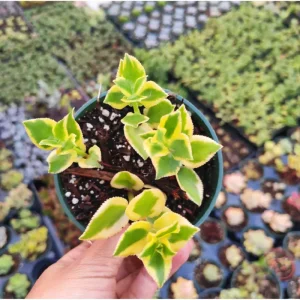Crassula Sarmentosa 'Comet' Variegata Succulent Live Plant 2 Inch Pot Indoor Outdoor - Image 4