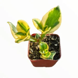 Crassula Sarmentosa 'Comet' Variegata Succulent Live Plant 2 Inch Pot Indoor Outdoor - Image 5