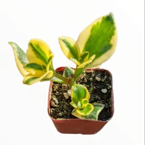 Crassula Sarmentosa 'Comet' Variegata Succulent Live Plant 2 Inch Pot Indoor Outdoor - Image 6