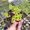 Crassula Sarmentosa 'Comet' Variegata Succulent Live Plant 2 Inch Pot Indoor Outdoor - Image 1