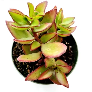 Crassula Sarmentosa Succulent Live Plant – 2 Inch Pot – Indoor/Outdoor Decor - Image 2
