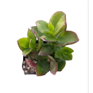 Crassula Sarmentosa Succulent Live Plant – 2 Inch Pot – Indoor/Outdoor Decor - Image 3