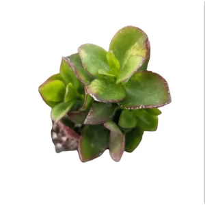 Crassula Sarmentosa Succulent Live Plant – 2 Inch Pot – Indoor/Outdoor Decor - Image 4