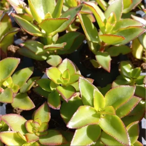 Crassula Sarmentosa Succulent Live Plant – 2 Inch Pot – Indoor/Outdoor Decor - Image 5