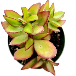 Crassula Sarmentosa Succulent Live Plant – 2 Inch Pot – Indoor/Outdoor Decor - Image 6