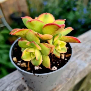 Crassula Sarmentosa Succulent Live Plant – 2 Inch Pot – Indoor/Outdoor Decor - Image 1