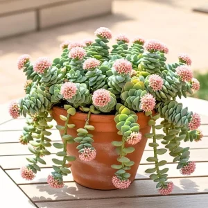 Crassula Succulent Live Plant – Trailing Indoor Plant with Pink Flower – 2 inch Pot - Image 1