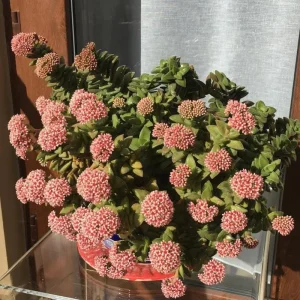 Crassula Succulent Live Plant – Trailing Indoor Plant with Pink Flower – 2 inch Pot - Image 3