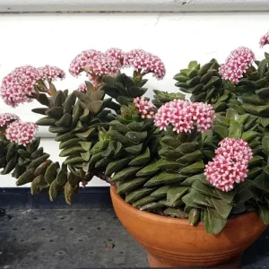Crassula Succulent Live Plant – Trailing Indoor Plant with Pink Flower – 2 inch Pot - Image 4