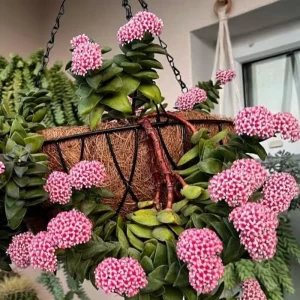 Crassula Succulent Live Plant – Trailing Indoor Plant with Pink Flower – 2 inch Pot - Image 5