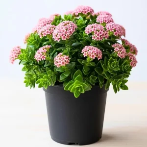 Crassula Succulent Live Plant – Trailing Indoor Plant with Pink Flower – 2 inch Pot - Image 6
