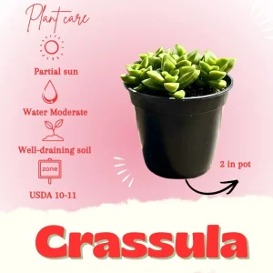 Crassula Succulent Plant - Live Trailing Pink Flower, 2 inch Pot, Indoor - Image 2