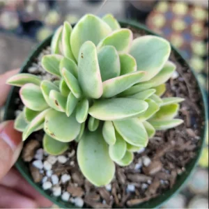Crassula Swaziensis Variegata 'Money Maker' Succulent Live Plant 2 Inch Pot - Image 2