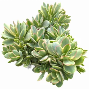 Crassula Swaziensis Variegata 'Money Maker' Succulent Live Plant 2 Inch Pot - Image 4