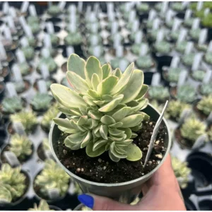 Crassula Swaziensis Variegata 'Money Maker' Succulent Live Plant 2 Inch Pot - Image 5