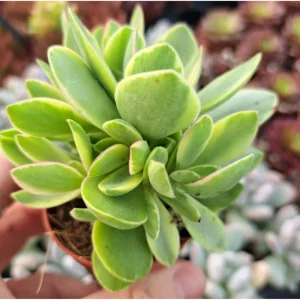 Crassula Swaziensis Variegata 'Money Maker' Succulent Live Plant 2 Inch Pot - Image 6