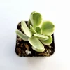 Crassula Swaziensis Variegata 'Money Maker' Succulent Live Plant 2 Inch Pot - Image 1